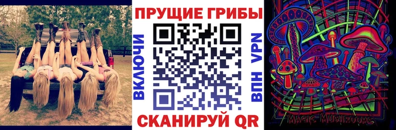 Галлюциногенные грибы Psilocybe  Темников 